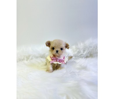 말티푸 입양합니다