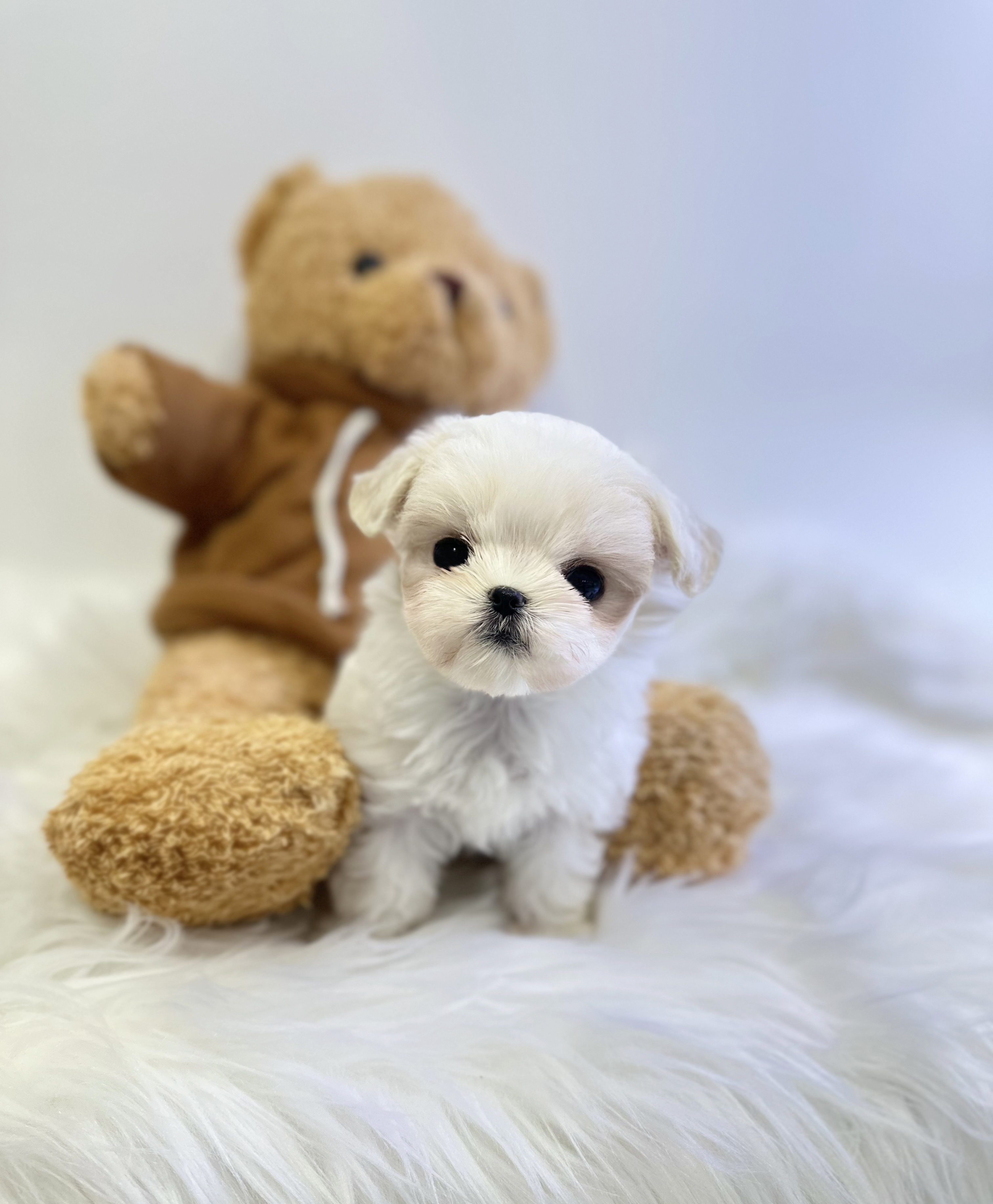 말티즈 입양합니다