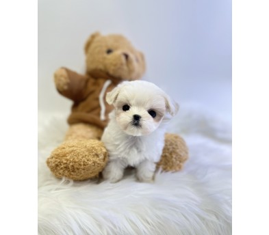 말티즈 입양합니다