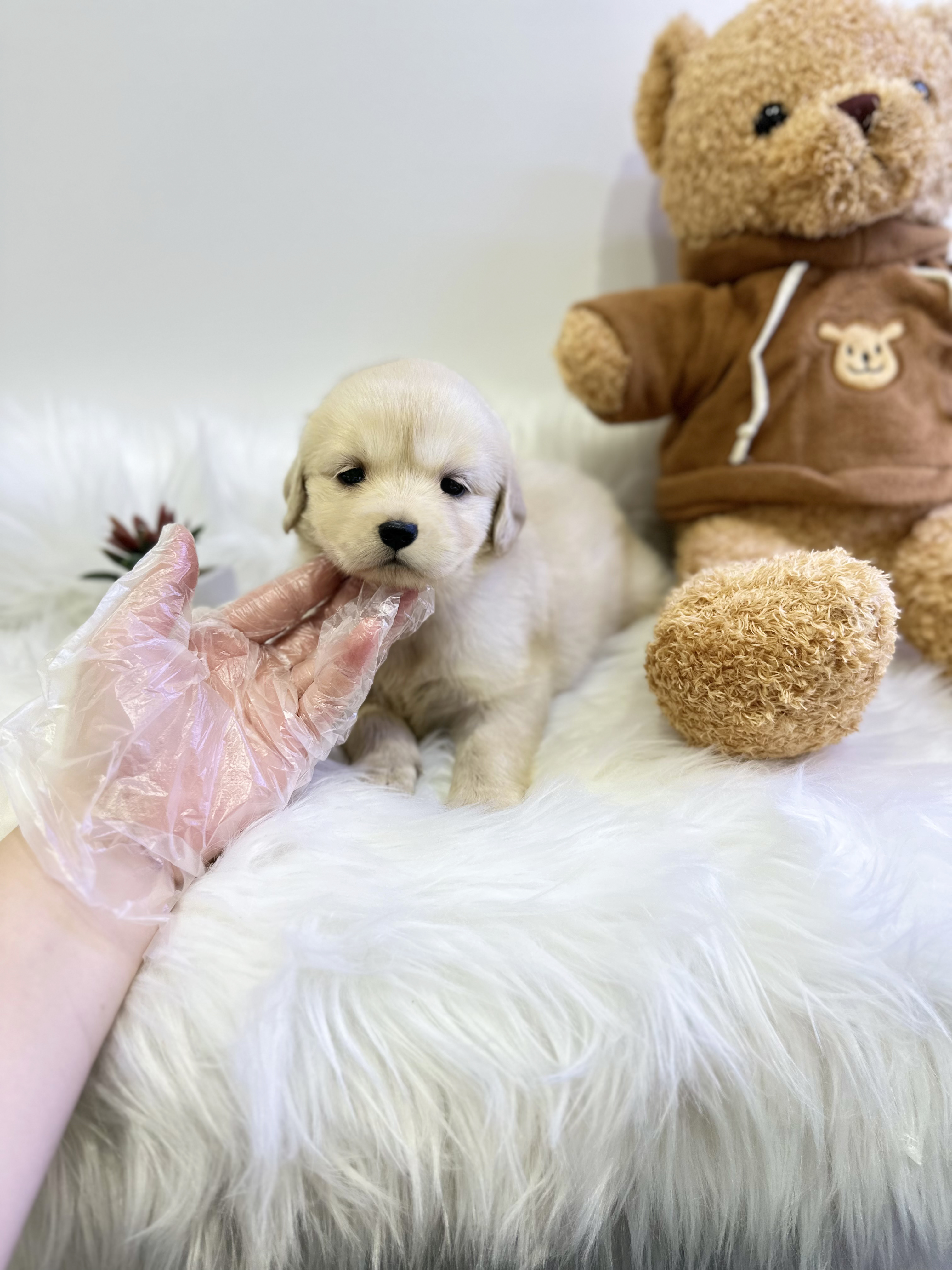 골든리트리버 입양합니다