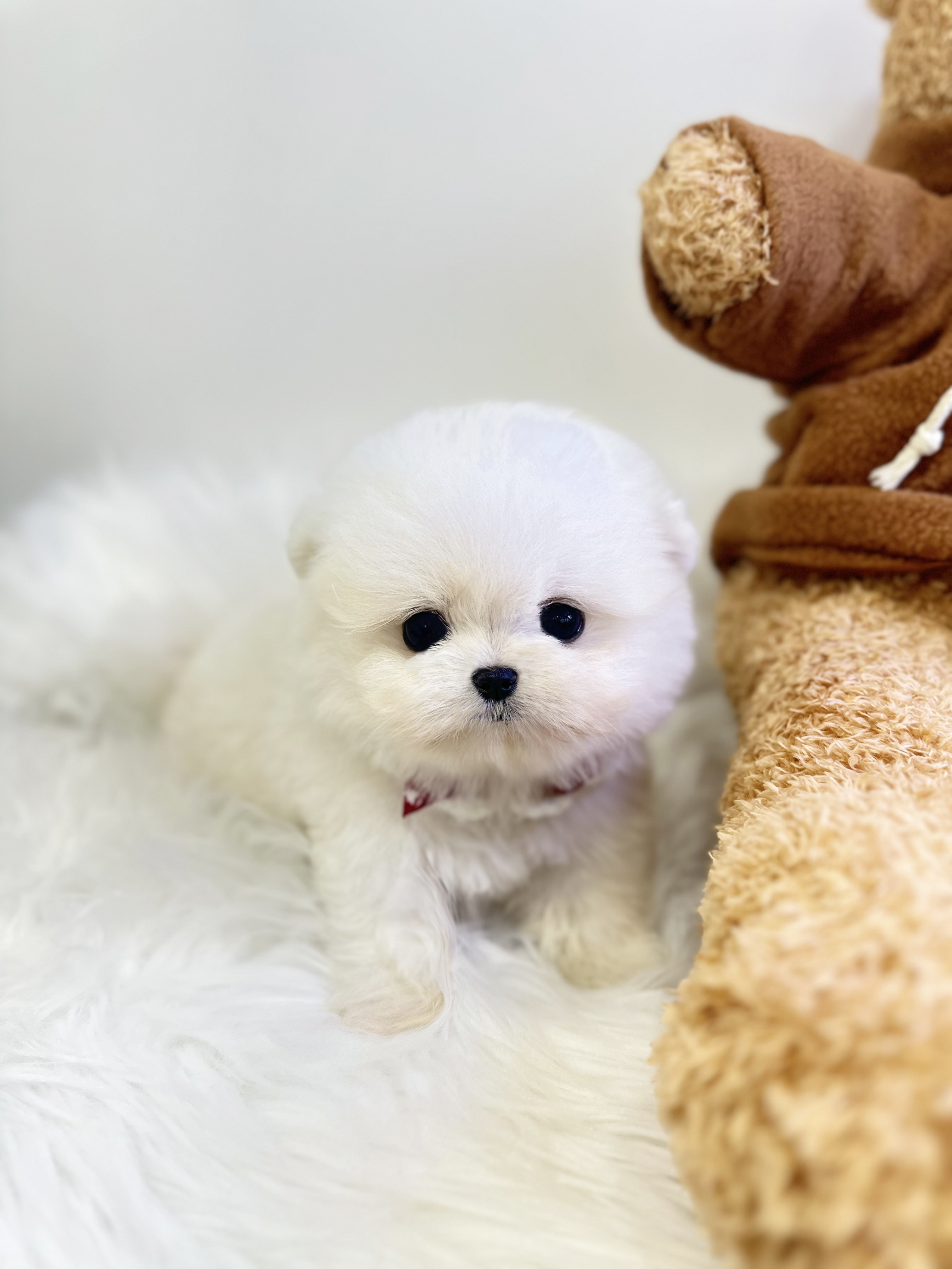 말티폼 입양합니다