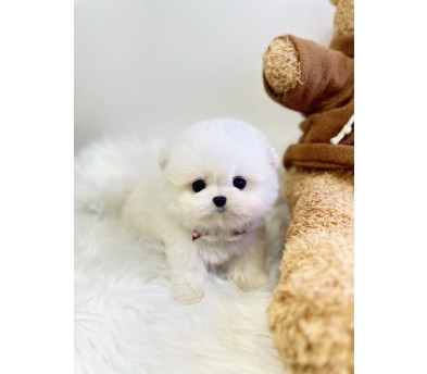 말티폼 입양합니다