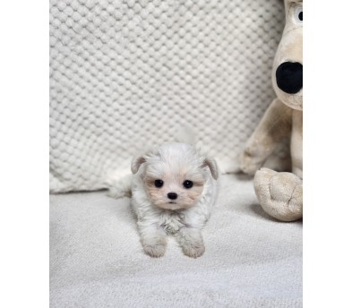 말티푸 입양합니다