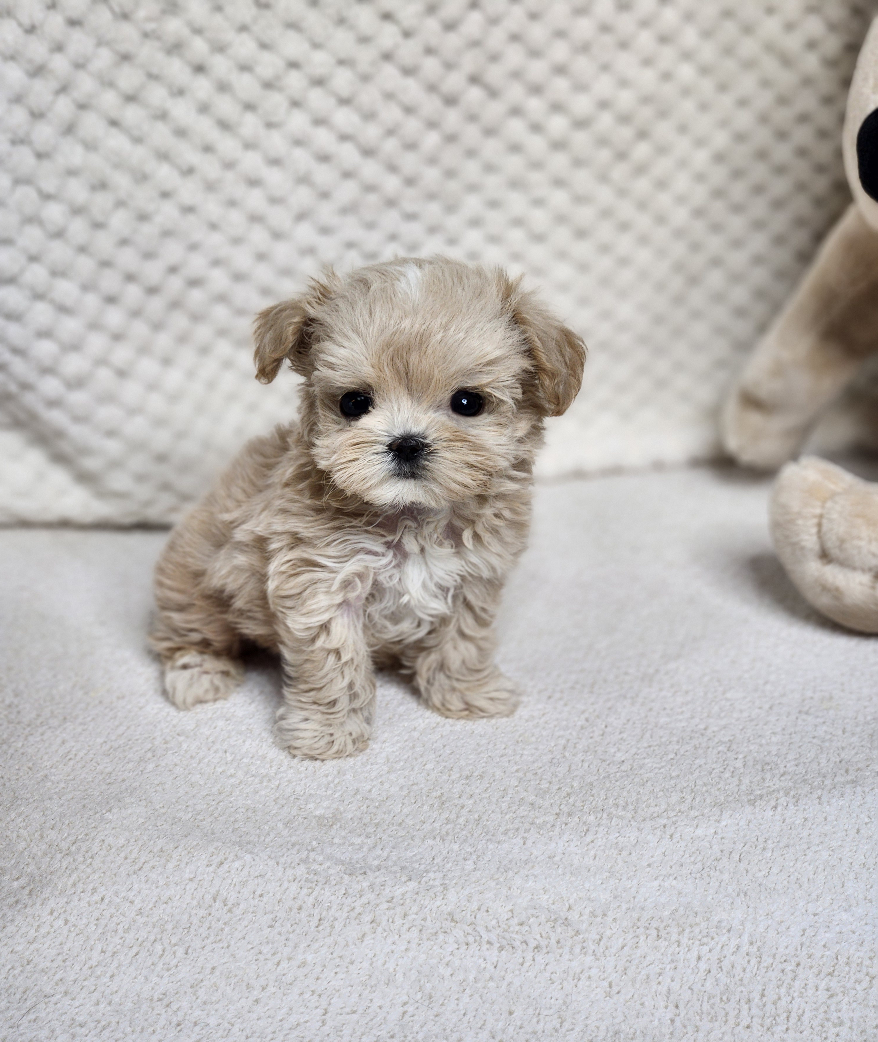 말티푸 입양합니다