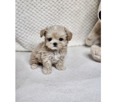 말티푸 입양합니다