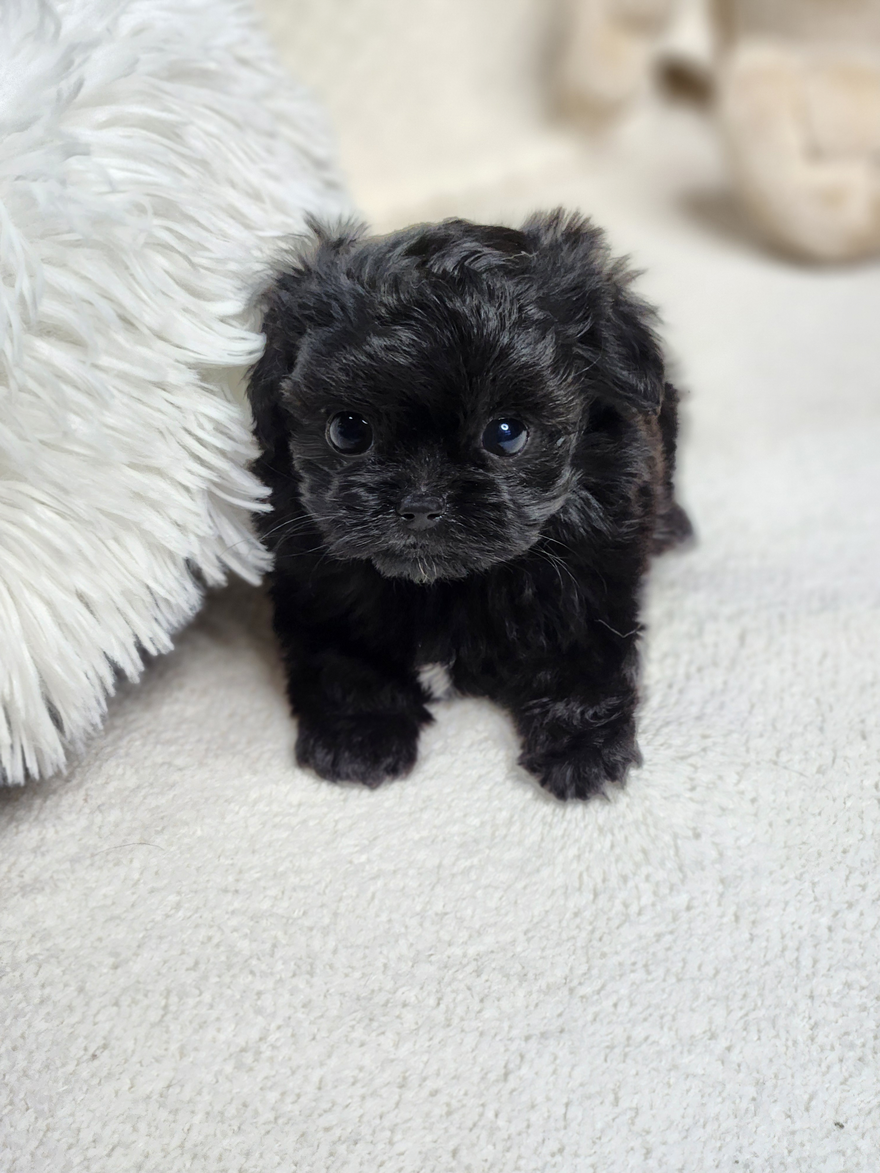 말티푸 입양합니다