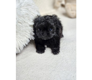 말티푸 입양합니다