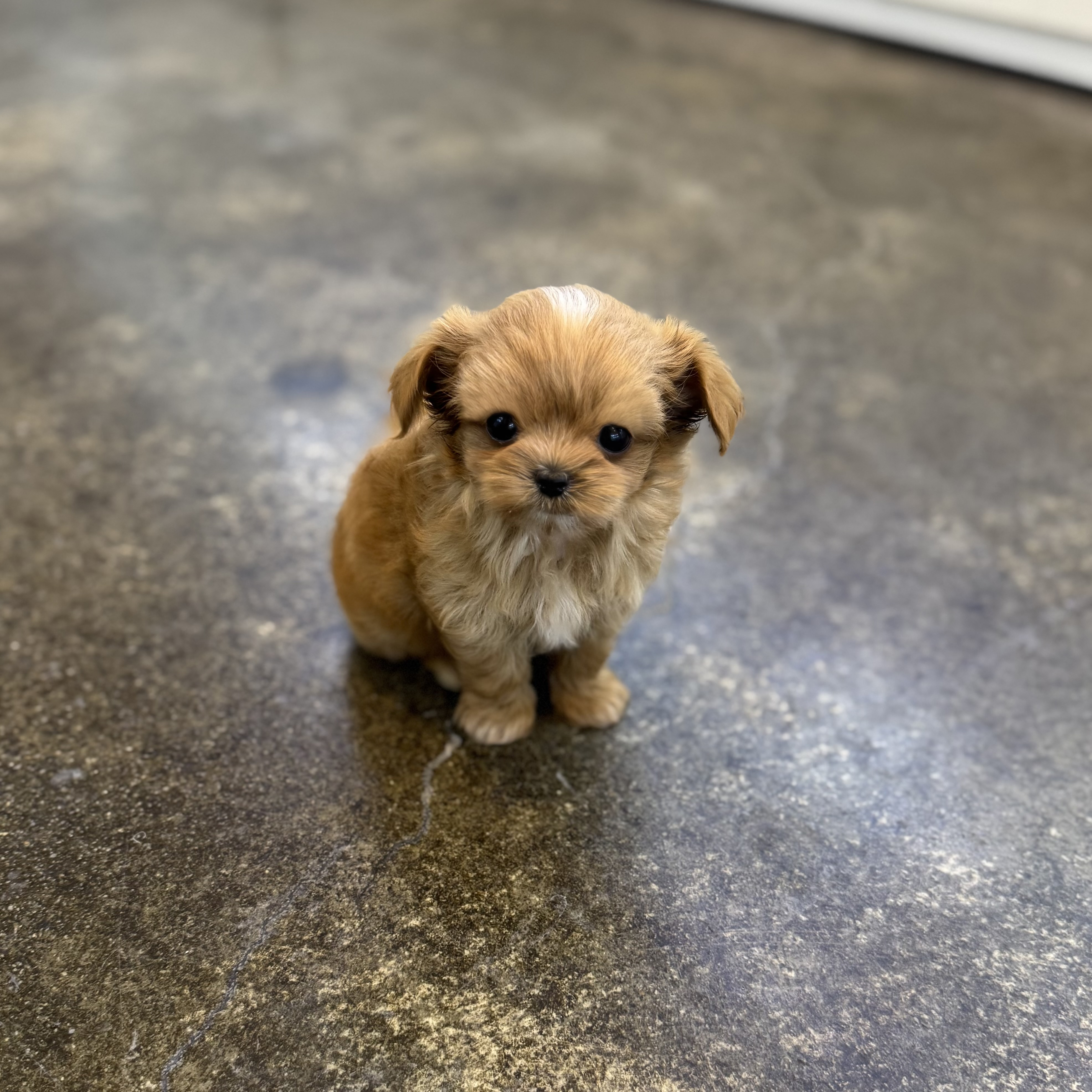 말티푸 입양합니다