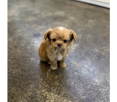 말티푸 입양합니다