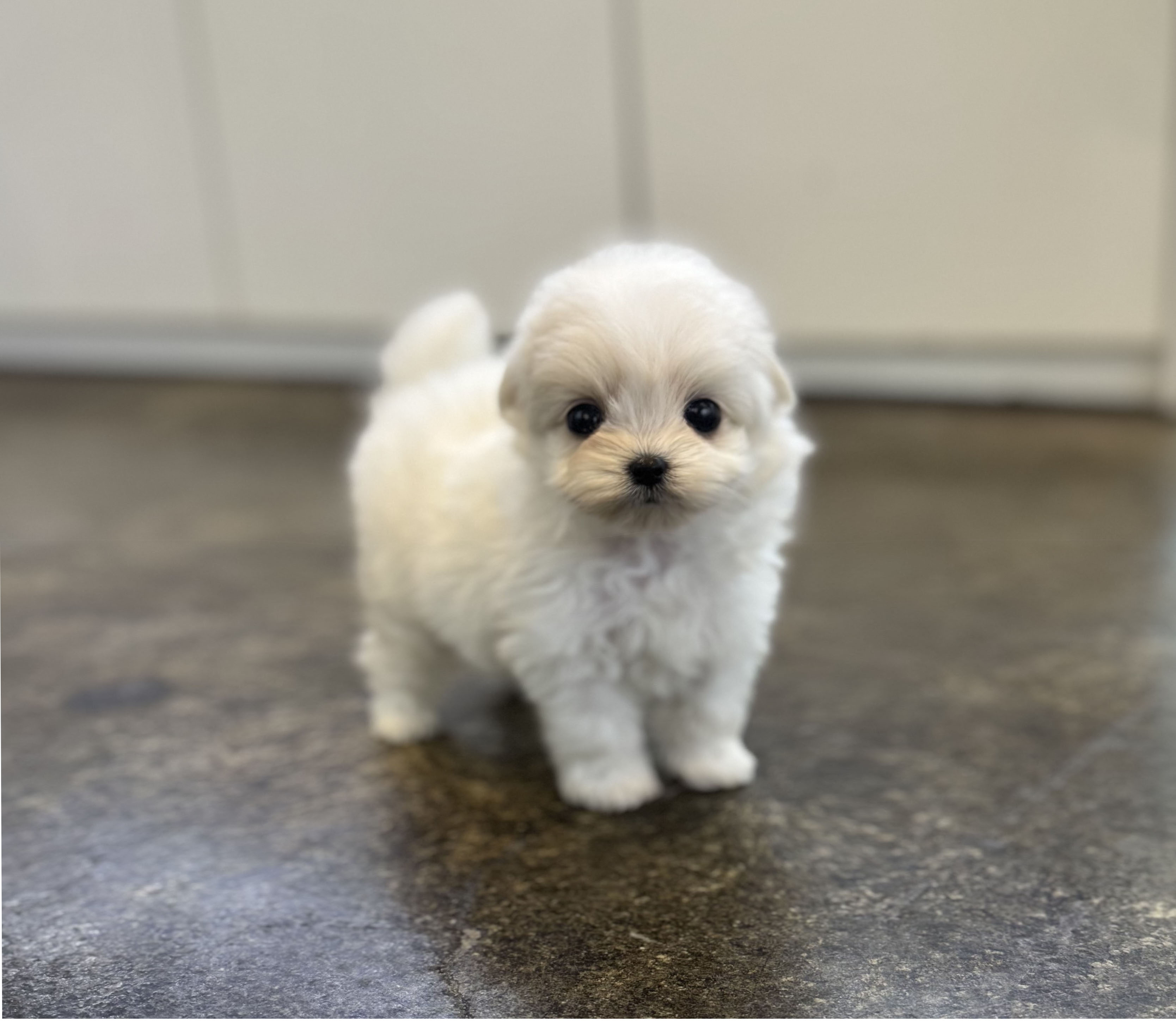 말티푸 입양합니다