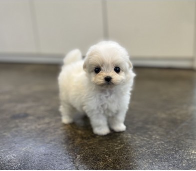 말티푸 입양합니다