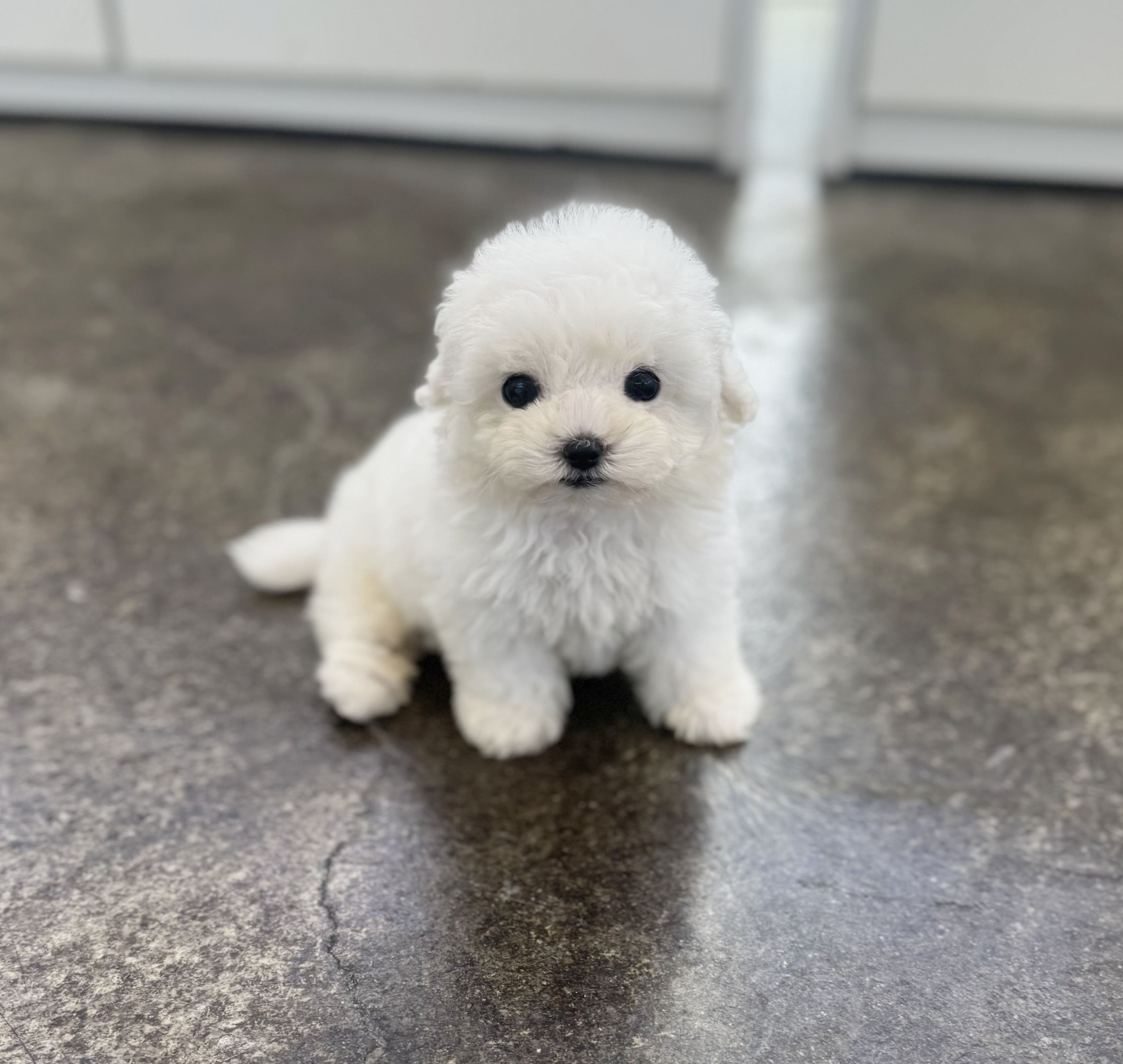 미니비숑 입양합니다