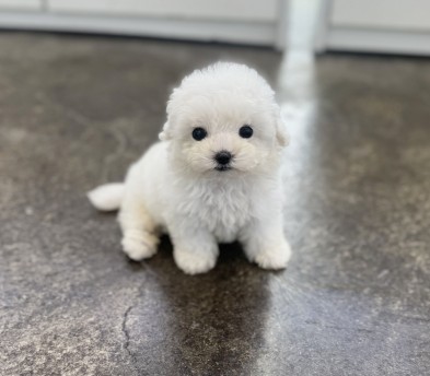 미니비숑 입양합니다