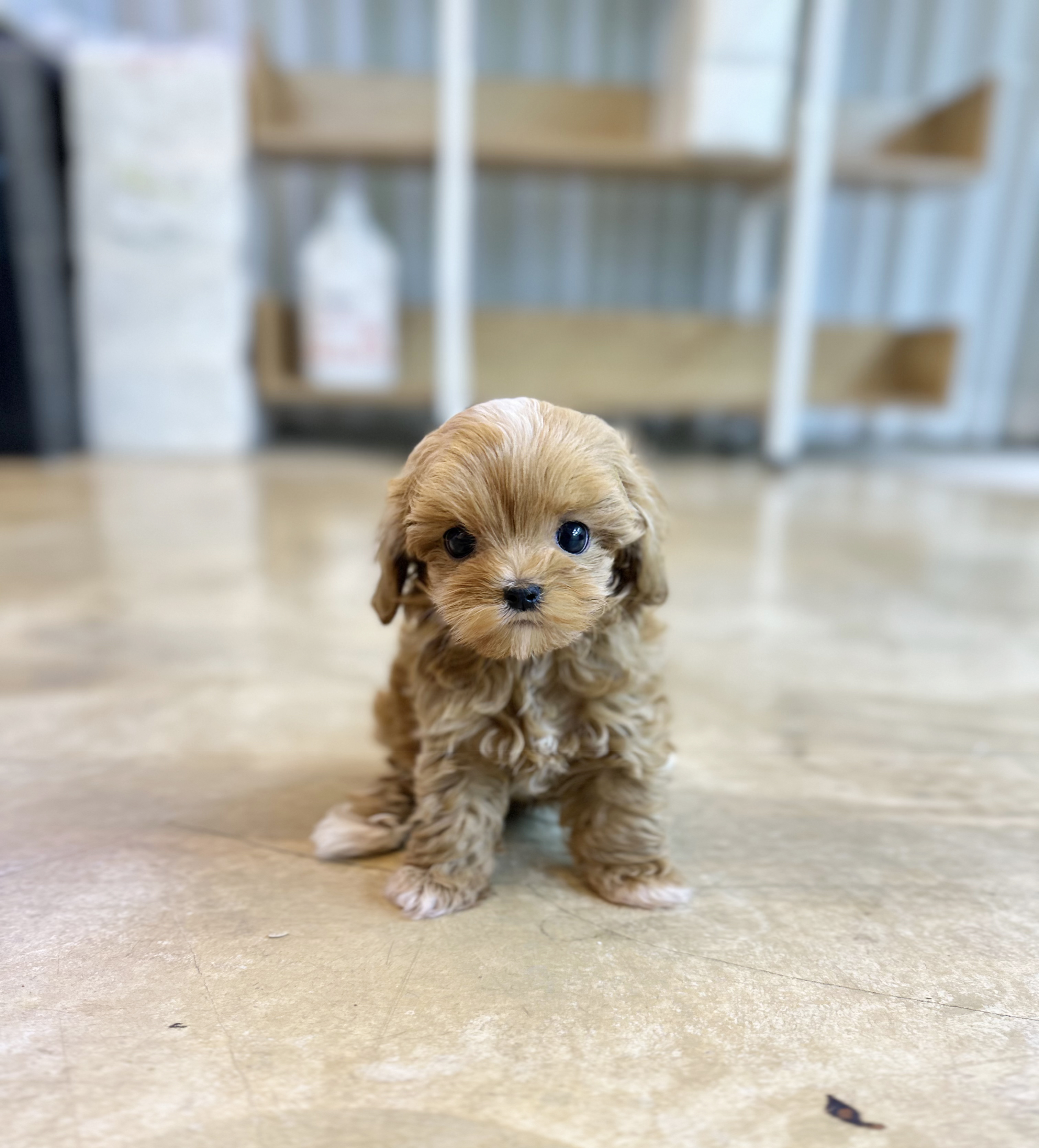 말티푸 입양합니다