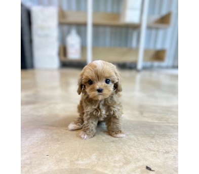 말티푸 입양합니다