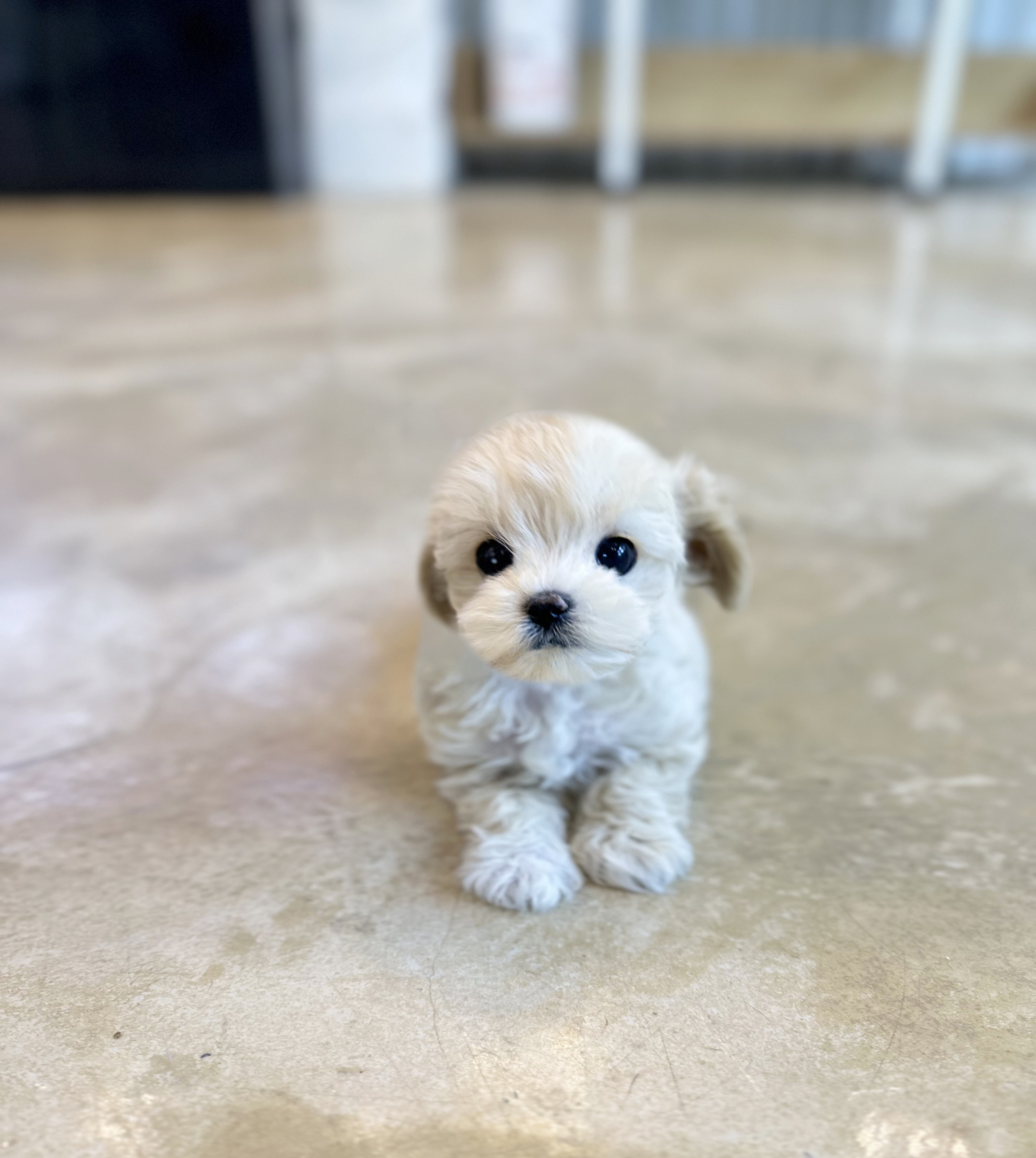 말티푸 입양합니다