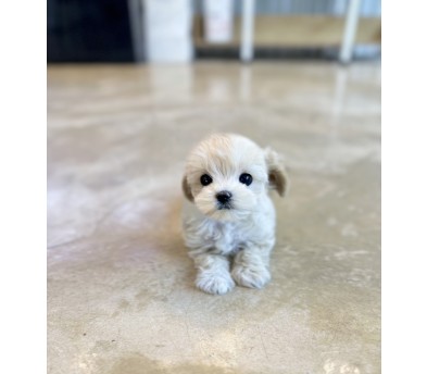 말티푸 입양합니다