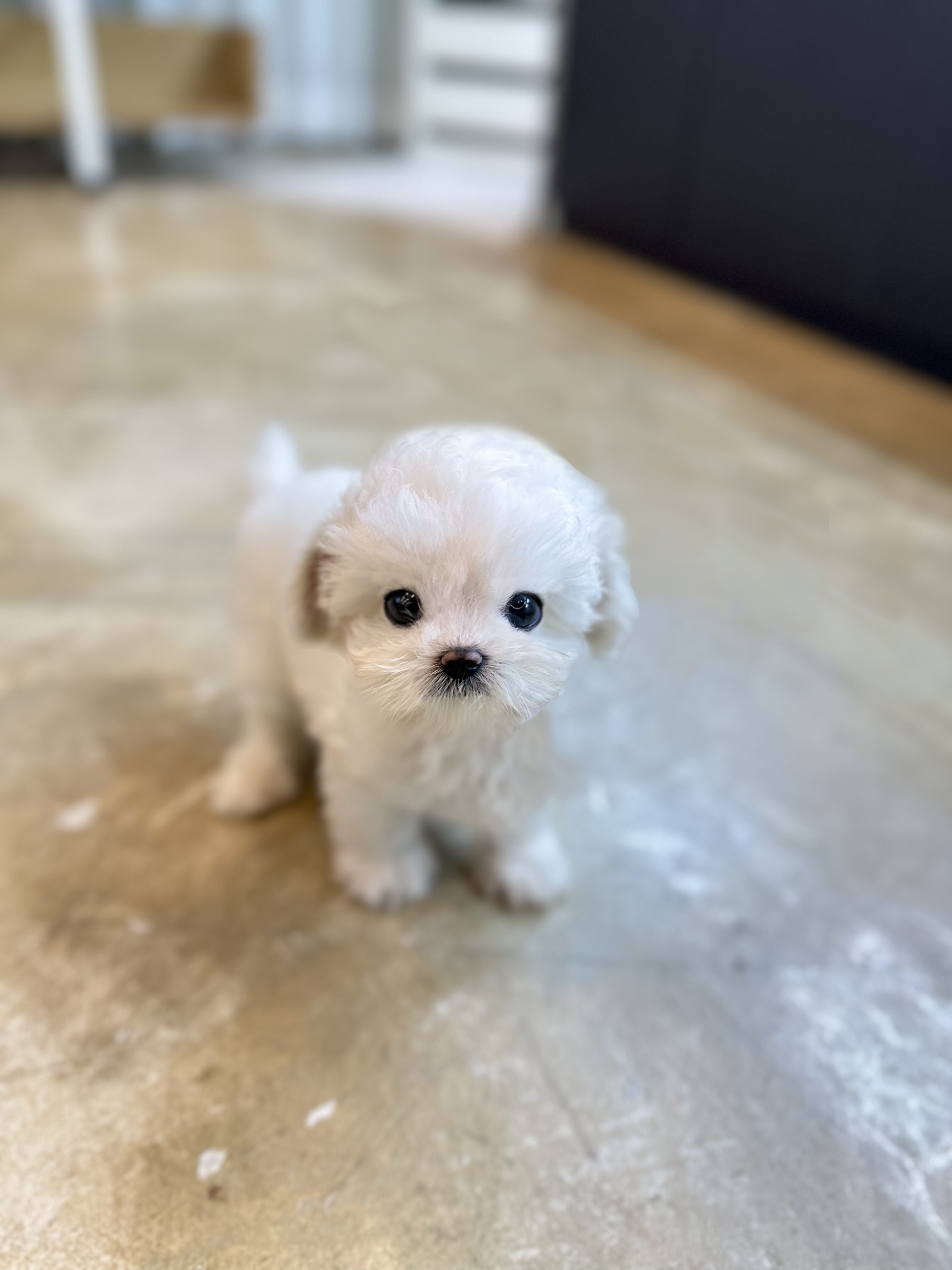 미니비숑 입양합니다