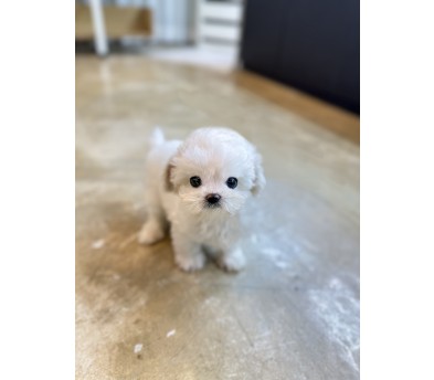 미니비숑 입양합니다