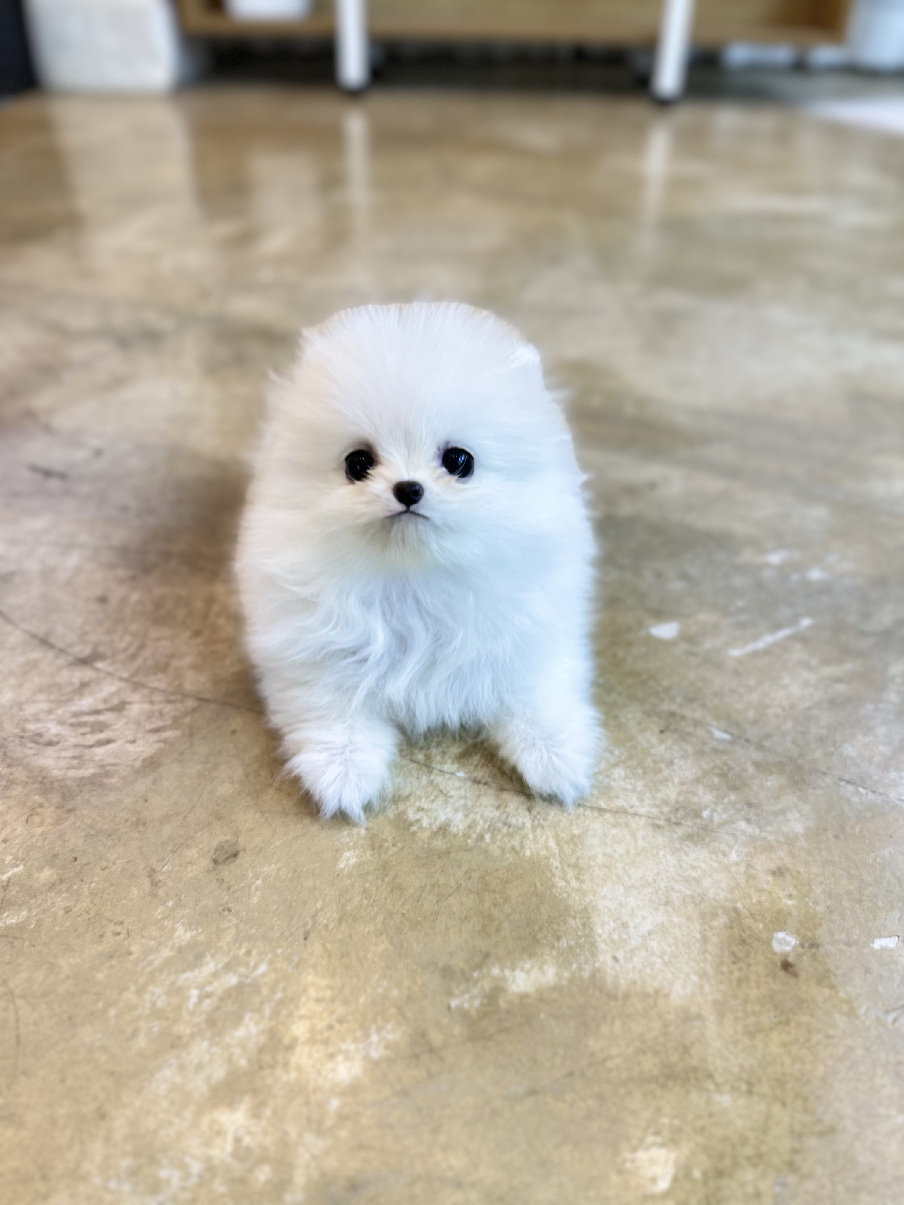 포메라니안 입양합니다