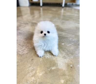 포메라니안 입양합니다