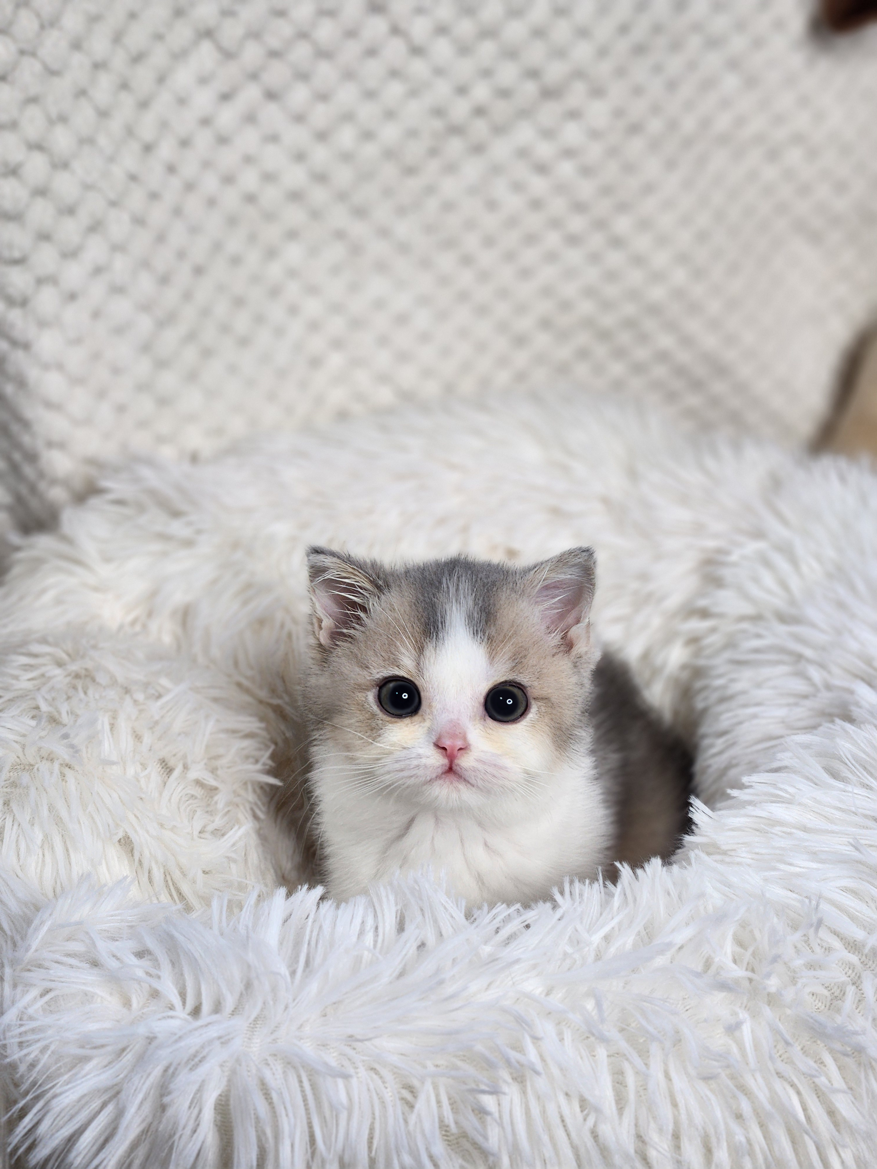 브리티쉬숏헤어 입양합니다