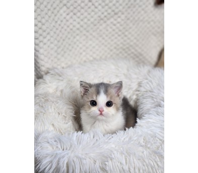 브리티쉬숏헤어 입양합니다