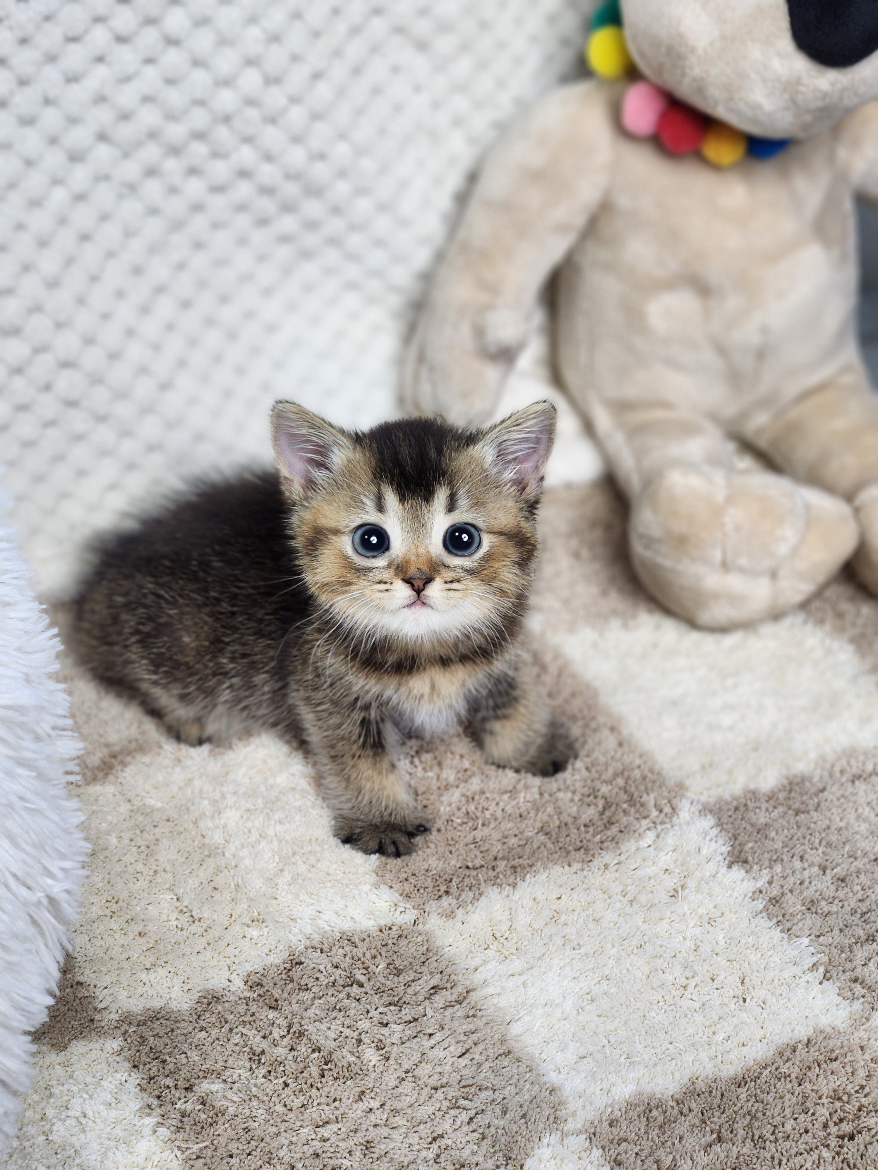 브리티쉬숏헤어 입양합니다