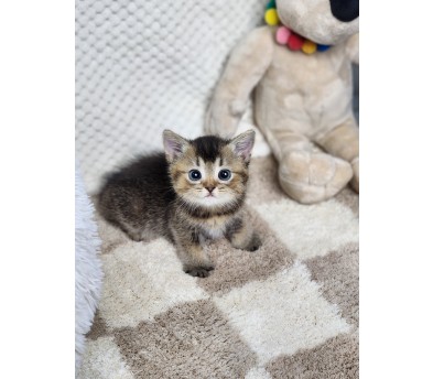 브리티쉬숏헤어 입양합니다