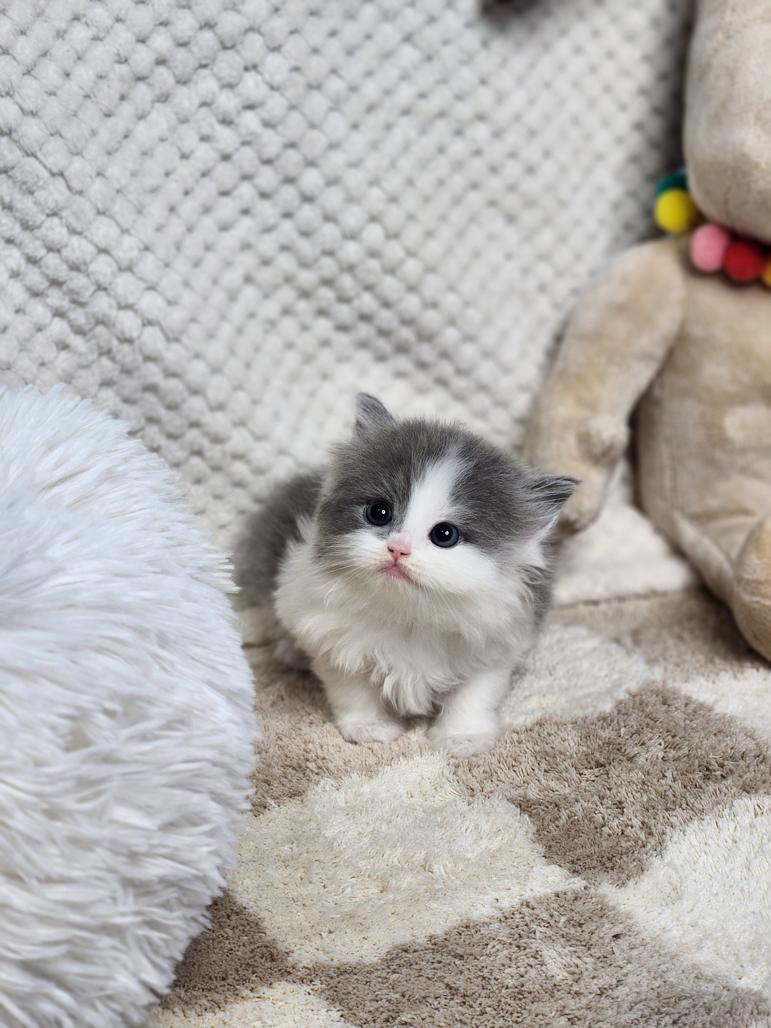 브리티쉬숏헤어 입양합니다