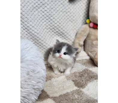 브리티쉬숏헤어 입양합니다