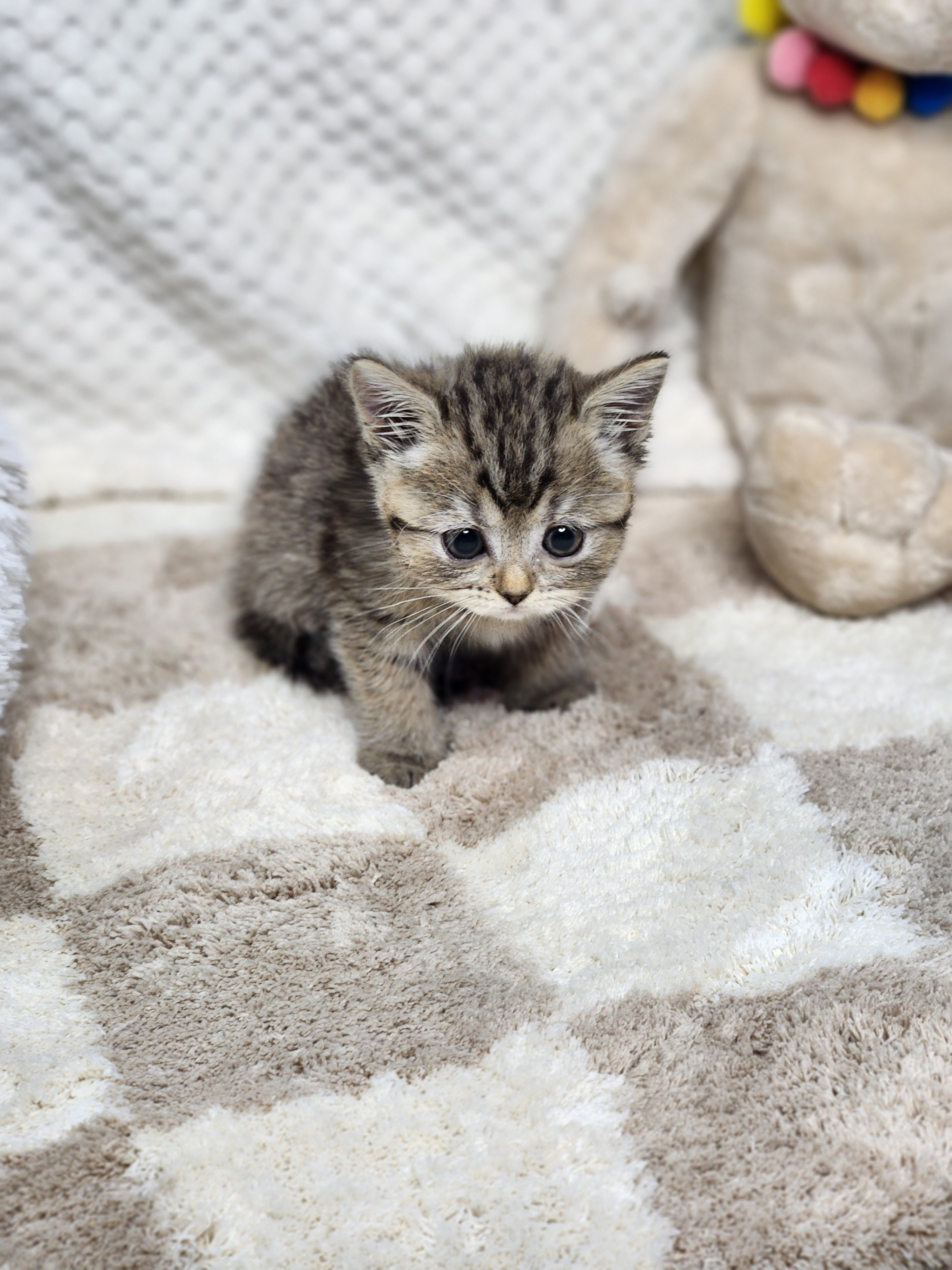 브리티쉬숏헤어 입양합니다