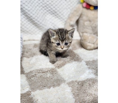 브리티쉬숏헤어 입양합니다