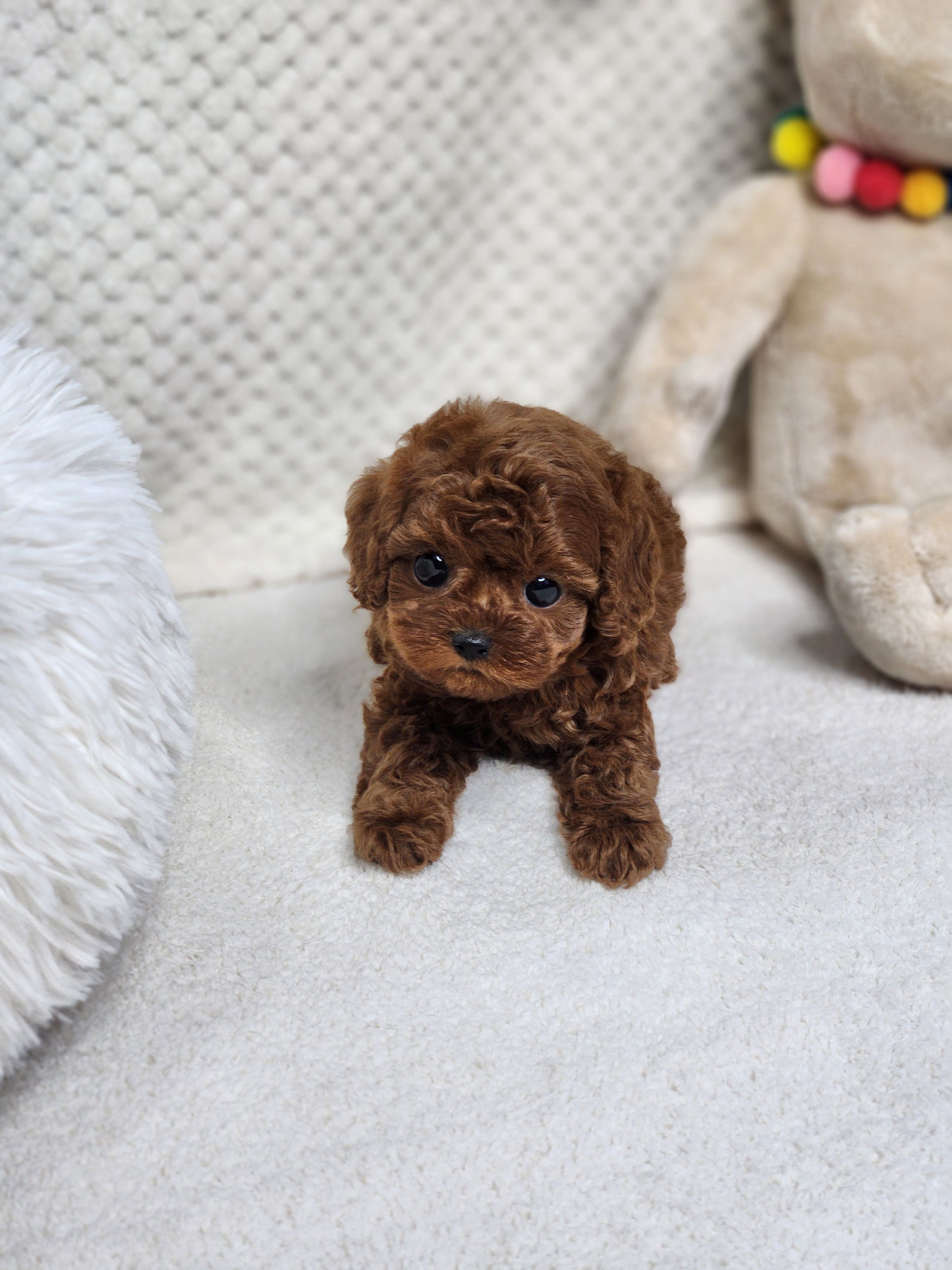 토이푸들 입양합니다