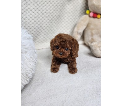 토이푸들 입양합니다