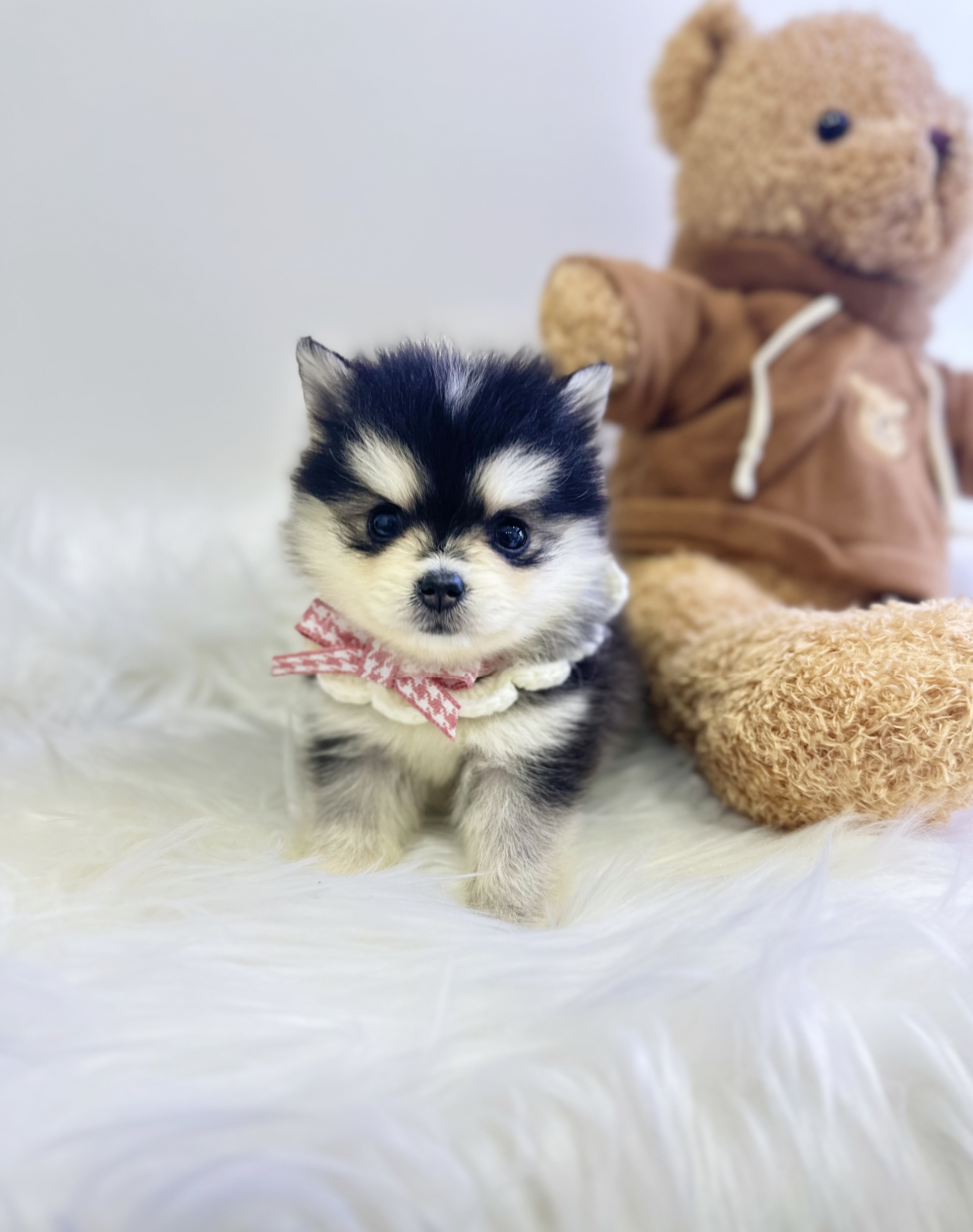 폼스키 입양합니다