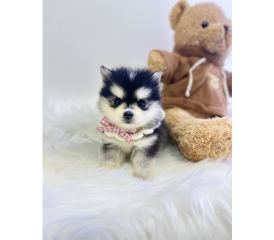 폼스키 입양합니다