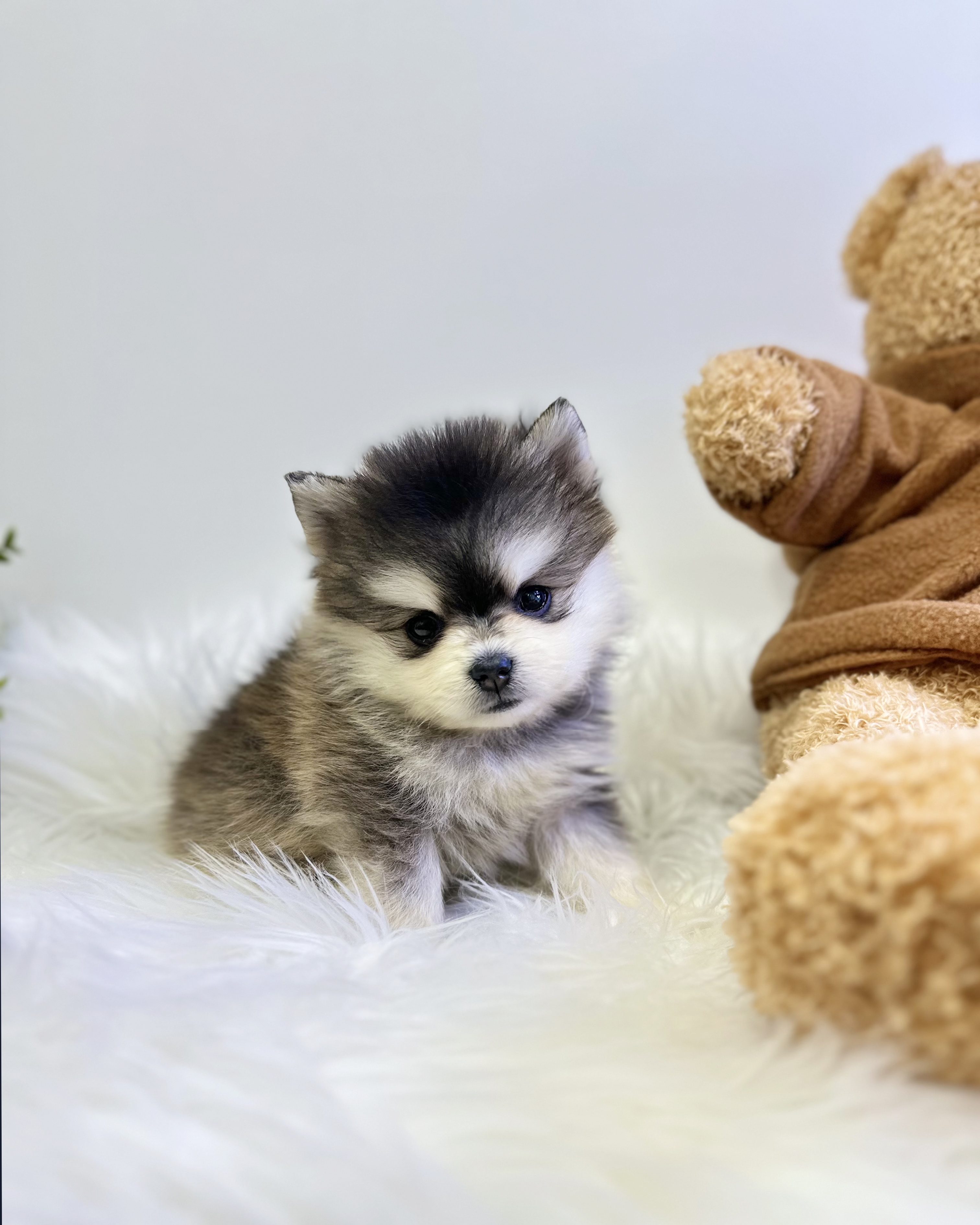 폼스키 입양합니다