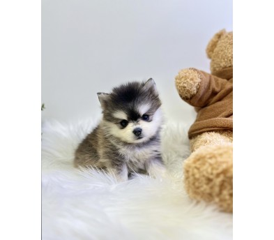 폼스키 입양합니다