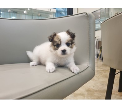 빠삐용 입양합니다