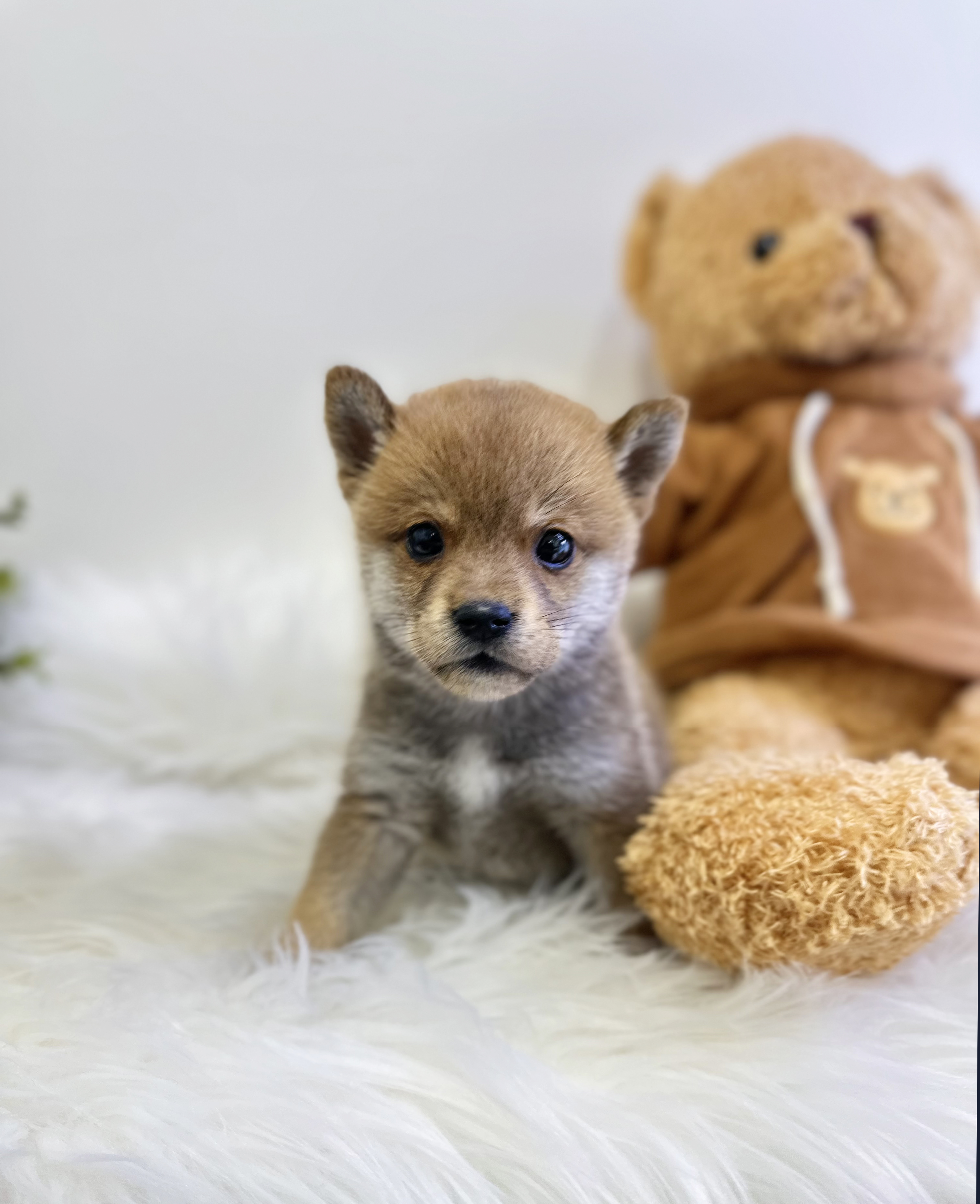 시바견 입양합니다