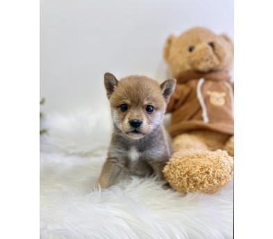 시바견 입양합니다