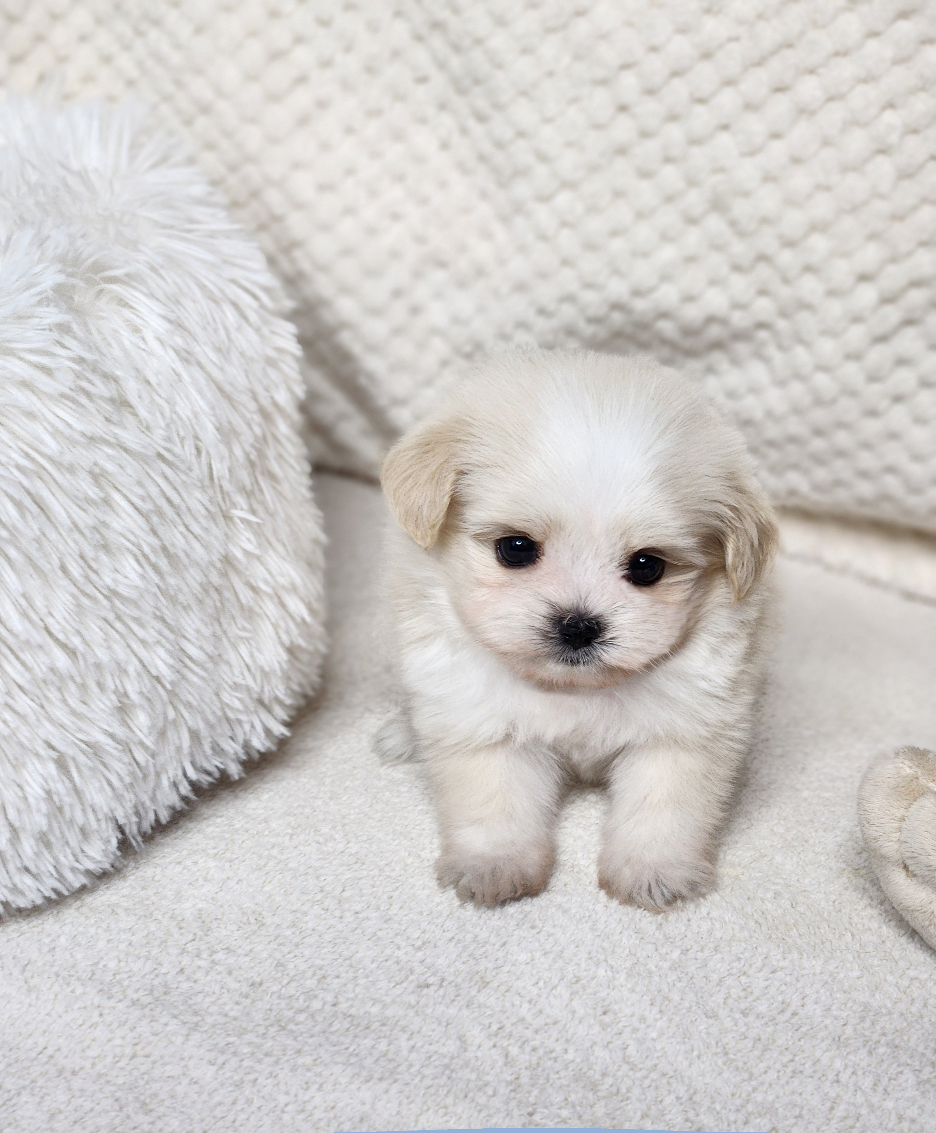 말티푸 입양합니다