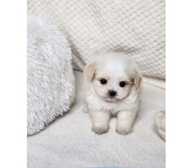 말티푸 입양합니다