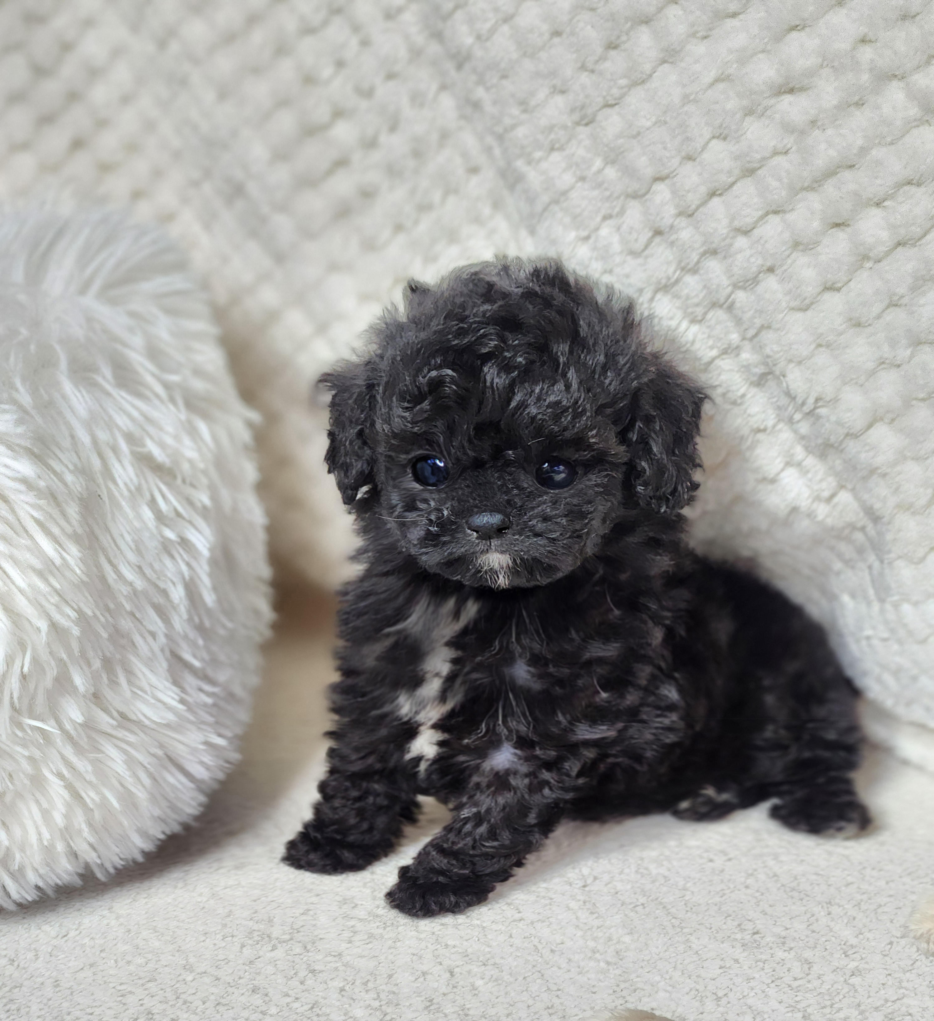 토이푸들 입양합니다