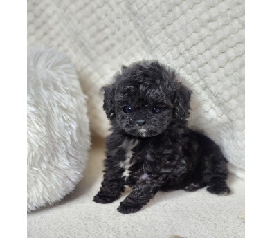 토이푸들 입양합니다