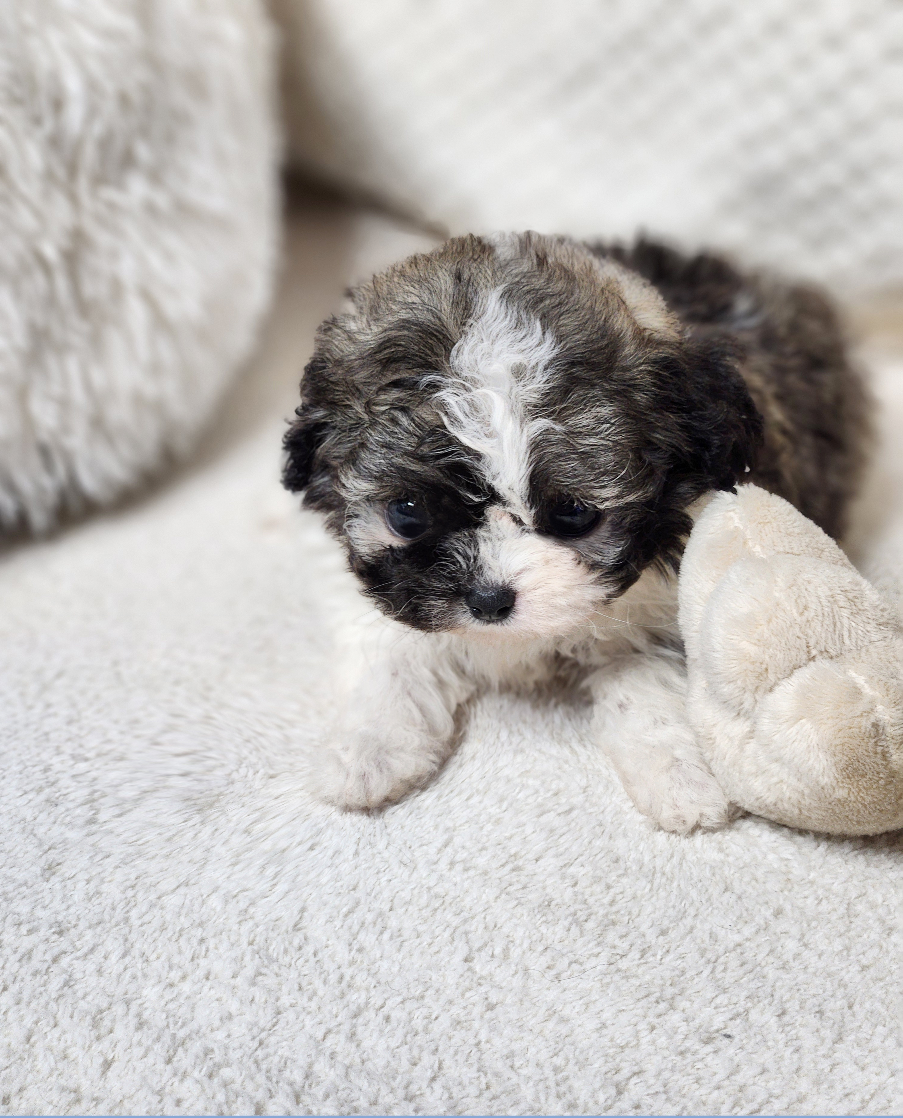 토이푸들 입양합니다