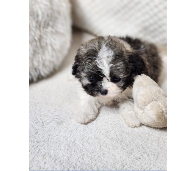 토이푸들 입양합니다