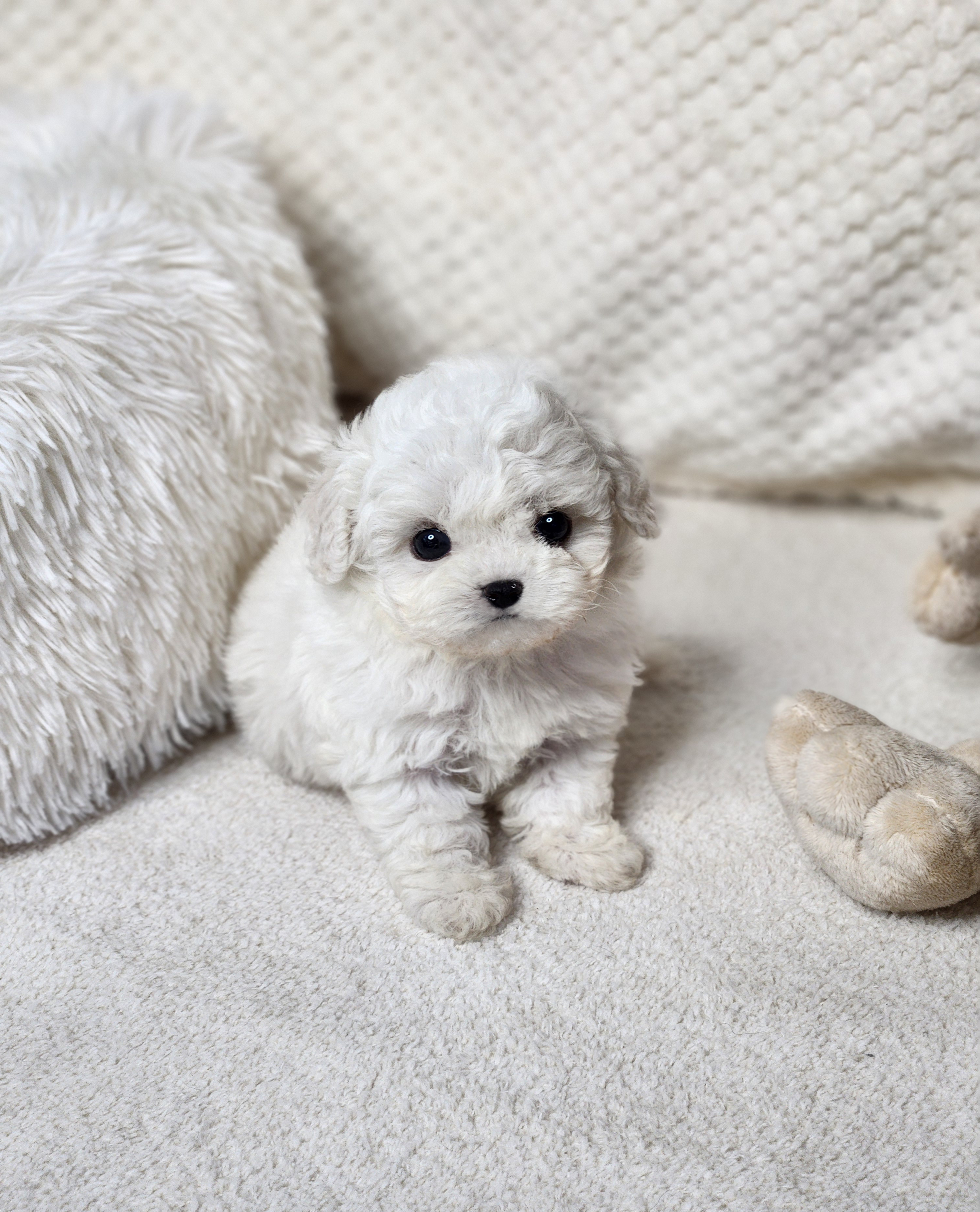 미니비숑 입양합니다