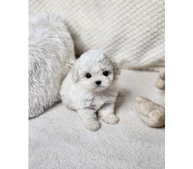 미니비숑 입양합니다